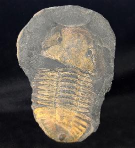 Trilobiten - Sonstige - Hoekaspis megacantha (LEANZA 1941)